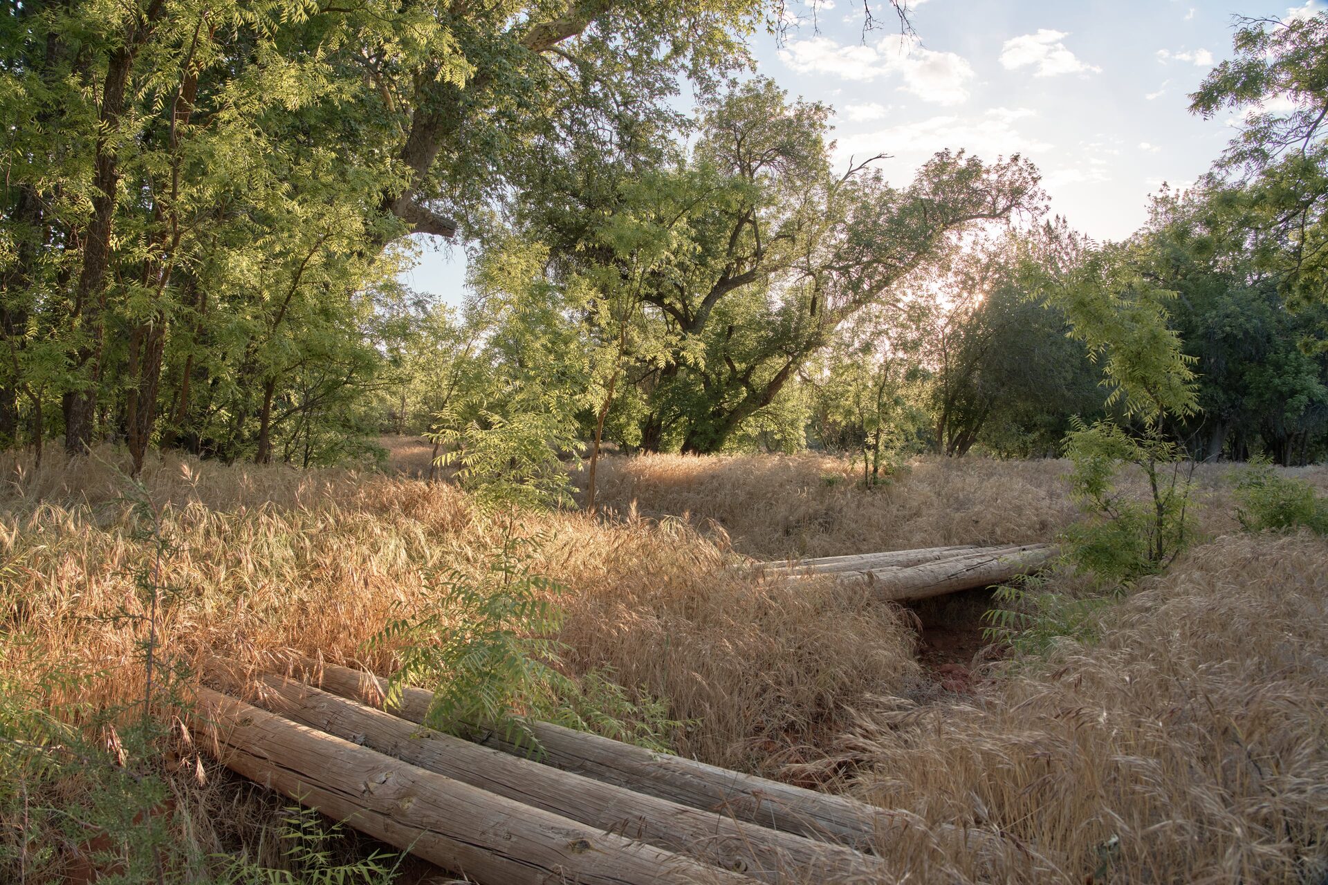 Cottonwood trees along the seasonal creek
